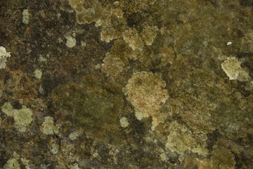 dry moss on stone in nature texture and background