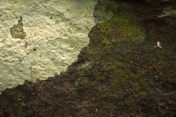dry moss on stone in nature texture and background