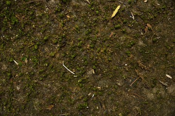 dry moss on stone in nature texture and background