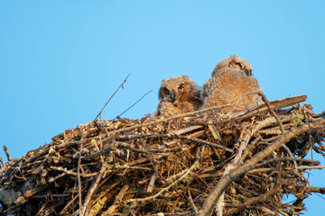 Owls - great horned owl babies looking out of the nest 