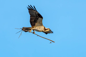Osprey carrying a long stick to build her nest