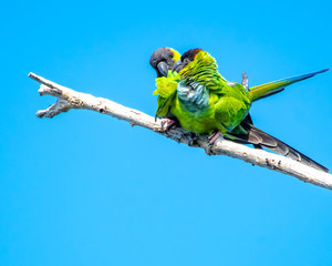 Green and black Nandy parakeets perched on a branch together 