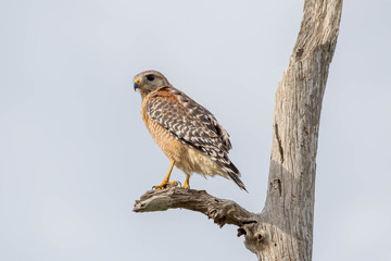Red shouldered hawk sits perched on a branch staring intently at something close