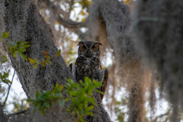 Male great horned owl perched in a tree watching over his new baby twin owls
