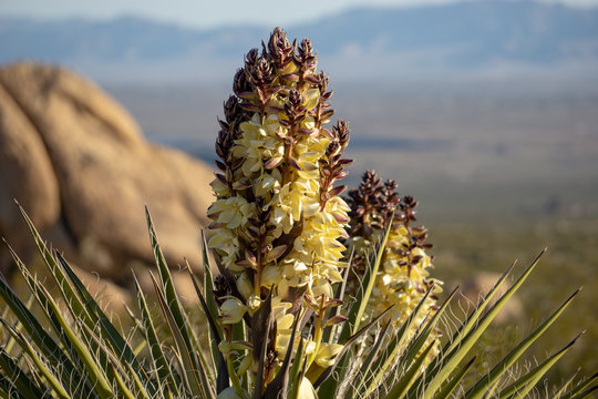 Mojave Yucca flower