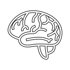 human brain organ