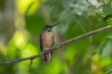 Fawn-breasted Brilliant Hummingbird (Heliodoxa rubinoides), Tandayapa Area, Ecuador