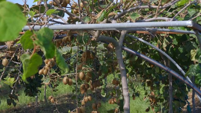 Plantation of kiwi trees with huge clusters of fruits. Even in hot Spain need to make greenhouses for such a good harvest. Shot in motion