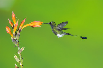 Booted Racket-tail Hummingbird (Ocreatus underwoodii), Tandayapa, Ecuador