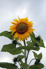 Sunflowers in Field.erzurum