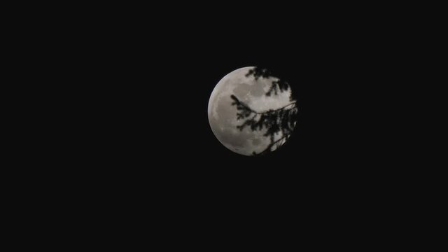 dark branches of forest trees with moon behind