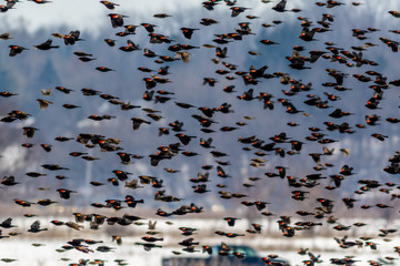 Red Winged Blackbird (Agelaius phoeniceus) migration flies in amazing formation over farmlands on a...