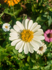 Obraz premium white zinnia in a blurred background