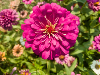 purple zinnia in a blurred background