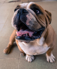 Happy english bulldog