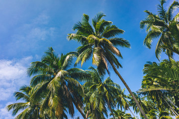Fototapeta na wymiar Palm tree against the blue sky