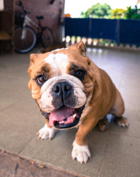 Happy english bulldog