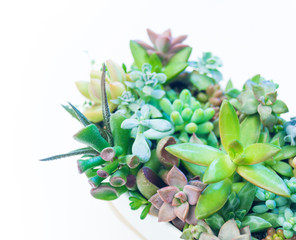 Garden of succulents in a white ceramic pot on a white background.
