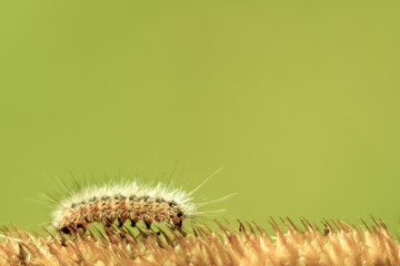 funny hairy caterpillar close - up crawling on a yellow dry blade of grass on a bright green background on a bright Sunny day. Soft focus and copy space
