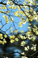 branch of a tree in spring