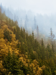 Autumn is coming for Alaska. Fall colors quickly taking over the summer ones. 