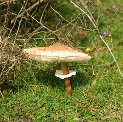 Bolet à chapeau roux-1