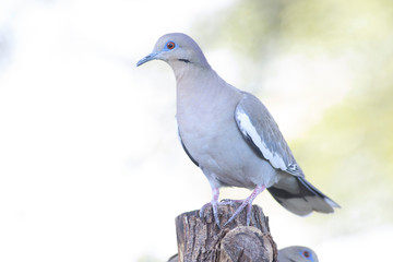 White winged dove perched on a trunk backyard home feeder white background