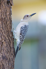 Melanerpes aurifrons golden fronted woodpecker perched on a trunk oa