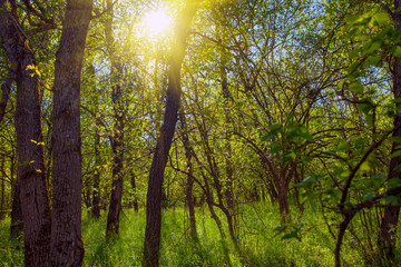 fresh nature with sunlight in the forest 