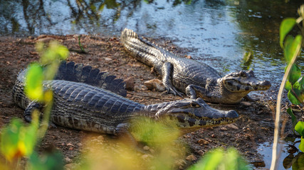 Cayman Crocodile Alligator Pantanal Brazil River Wild Animal Watching