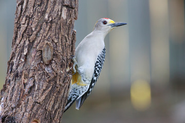Melanerpes aurifrons golden fronted woodpecker perched on a trunk oa