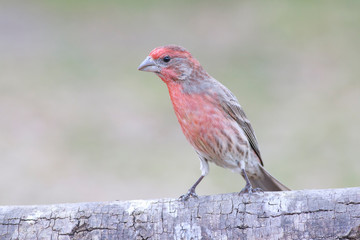 House finch perched on a trunk backyard home feeder outside