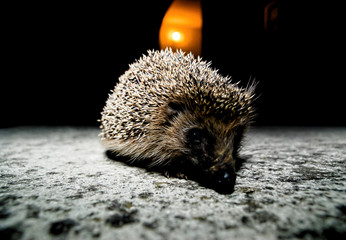 West European Hedgehog © underworld