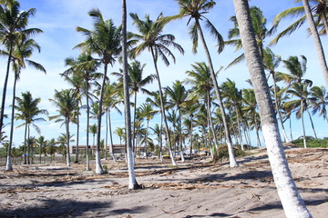 Palmeras