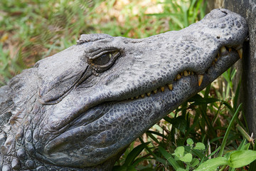 Close up of Head of a huge Black Caiman Alligator. Guyana South America