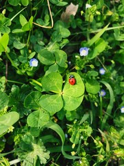 portafortuna coccinella sul quadrifoglio 