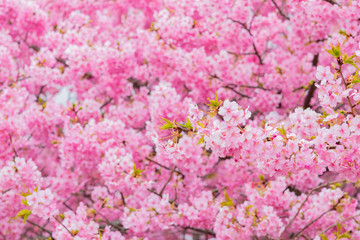 河津桜　静岡県賀茂郡河津町　河津桜まつり