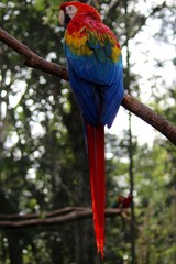 Macaw