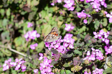 Butterfly on flowers