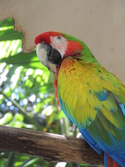 Colorful macaw Costa Rica