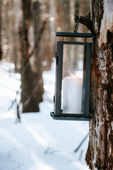 Lantern lit hanging from trees in the snow.
