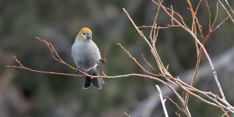 A female pine grosbeak finds a meal among the willows in Wyoming