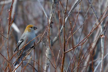 A female pine grosbeak finds a meal among the willows in Wyoming