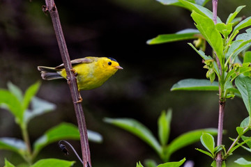 A Wilson's warbler enjoys the day in Ecola State Park, Oregon