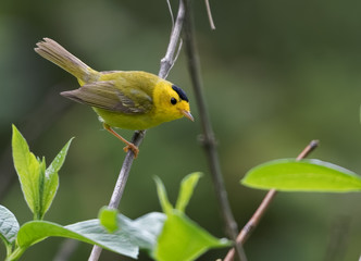 A Wilson's warbler enjoys the day in Ecola State Park, Oregon