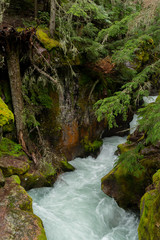 Naklejka na ściany i meble Water Rushing Through Avalanche Creek