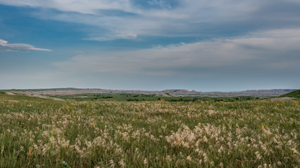 Fototapeta na wymiar Wheat Grasses Across Field with Badlands