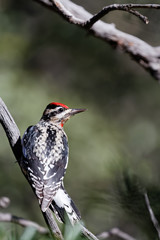 A red-naped sapsucker in Madera Canyon, Arizona