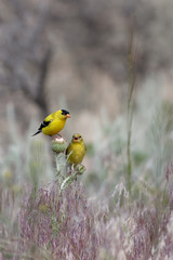 An American goldfinch shares the morning with his mate in the Medicine Bow National Forest of Wyoming