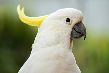 Yellow Crested Cockatoo